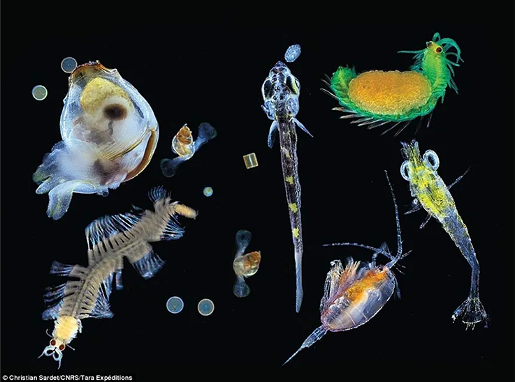 Plankton assemblages illustrate species diversity and varied ecological roles.