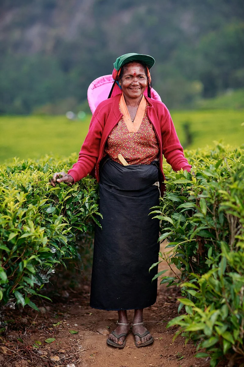 Tea plantation in Sri Lanka: a comparative example of colonial plantation economies and labour migration.