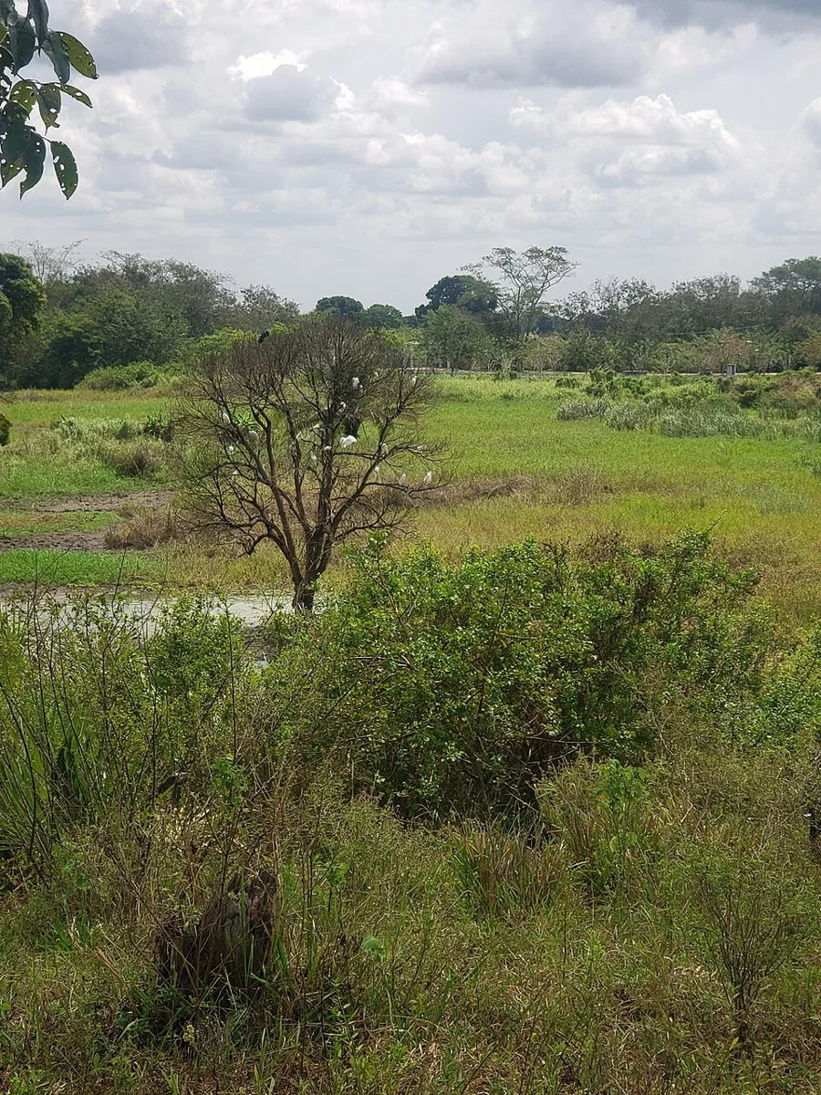 Wetland–terrestrial setting described at Kongo village, Tanzania: a comparative ecosystem example.