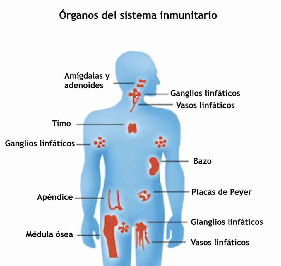 Human immune-system organs: an illustrative diagram with Spanish labels, attributed to AIDS.gov.