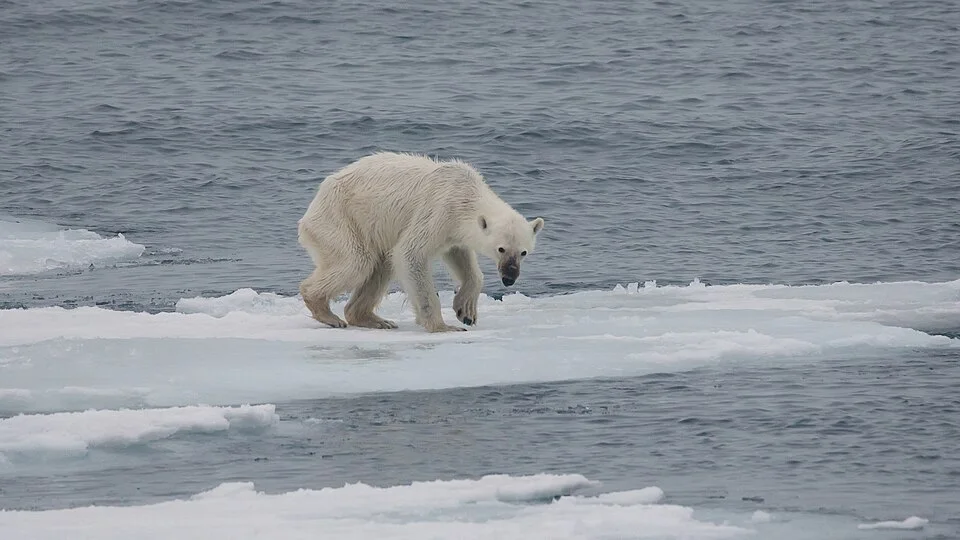 Polar bear in Svalbard, described in the source as starving; an Arctic illustration of warming-related habitat risks.