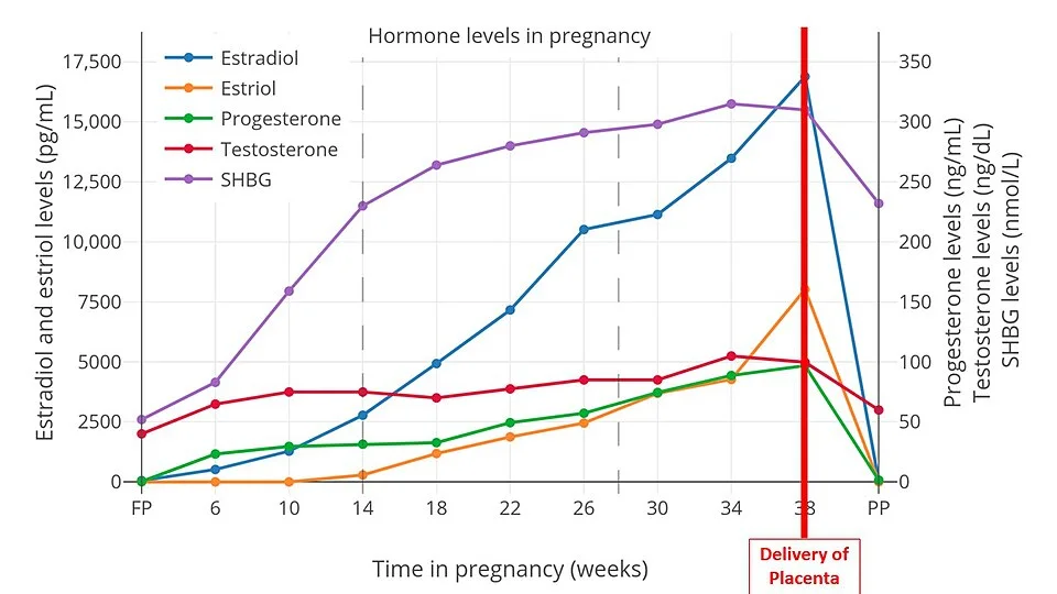 Illustrative graph of maternal serum hormone levels during pregnancy and the postpartum period.