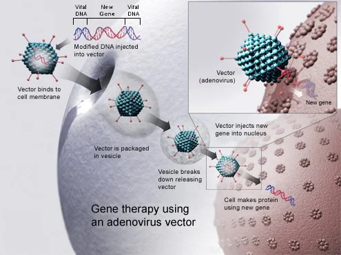 Illustrative context for gene therapy; the supplied title does not specify a technique or disease.