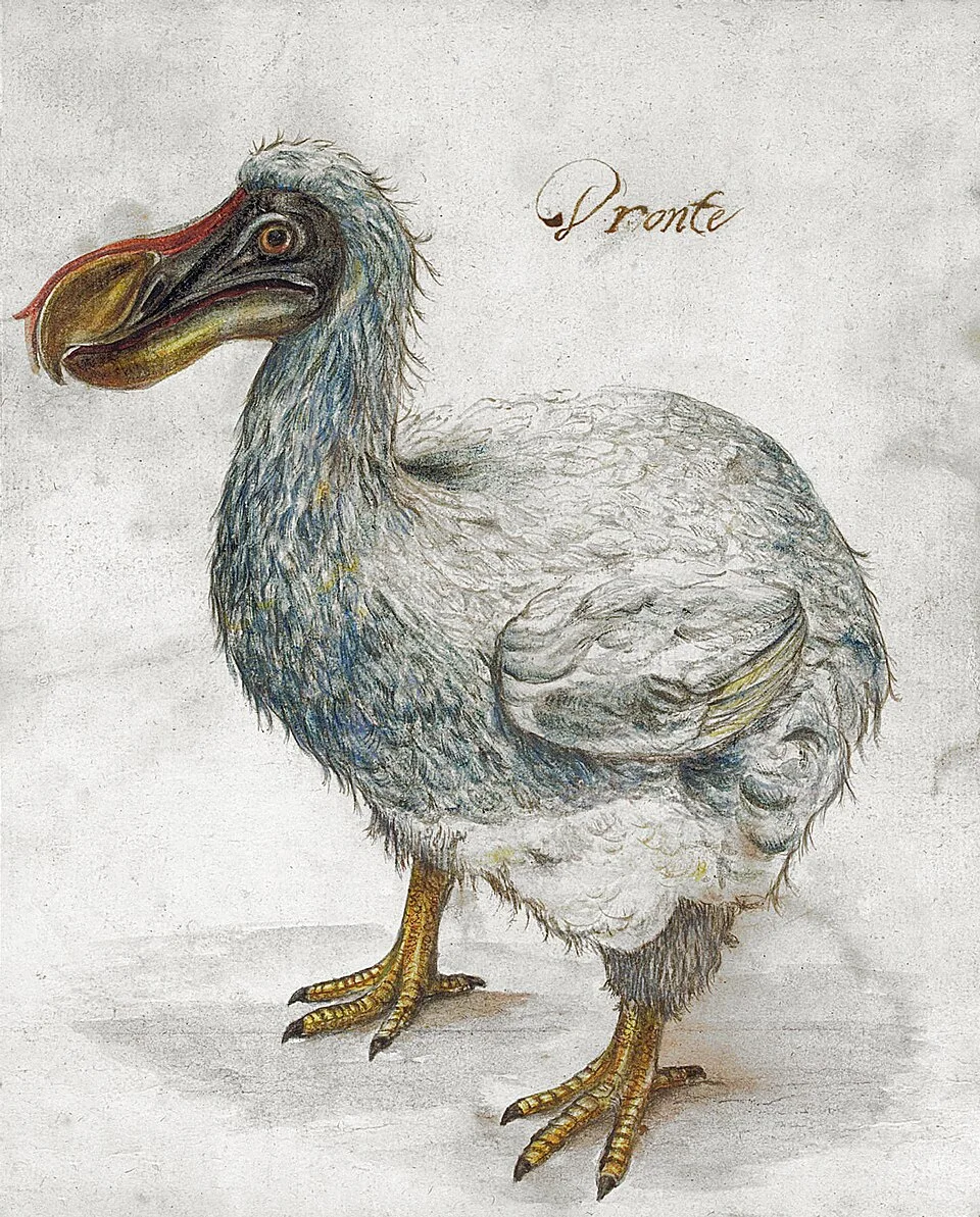 Seventeenth-century Dutch School depiction of the dodo, an extinct species endemic to Mauritius; a comparative example of island endemism.