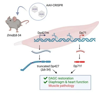 Schematic of AAV–CRISPR dystrophin gene editing in a mouse model of muscular dystrophy.