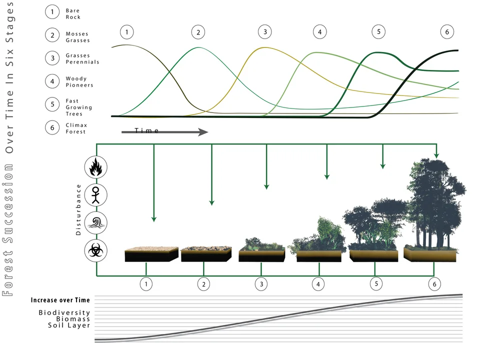 Illustrative diagram of forest succession, linking community change with biomass, biodiversity and soil development.