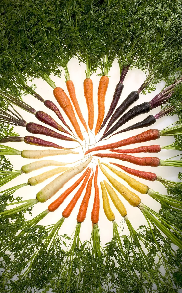 Selectively bred carrot colour varieties: an illustrative example of variation within a crop species.