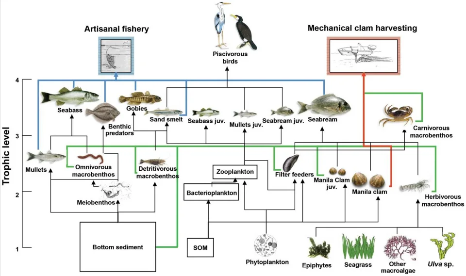 Venice lagoon food-web model with 27 nodes or functional groups: a comparative example of fisheries–ecosystem linkages.