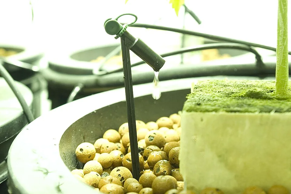 Drip emitter in a hydroponic setup using rockwool and expanded clay; an illustrative irrigation application.