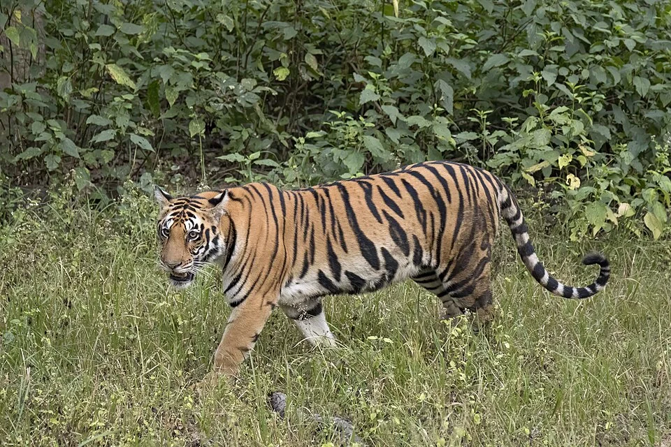 Female Bengal tiger at Kanha National Park, India, according to the image metadata; illustrative of tiger-reserve conservation.