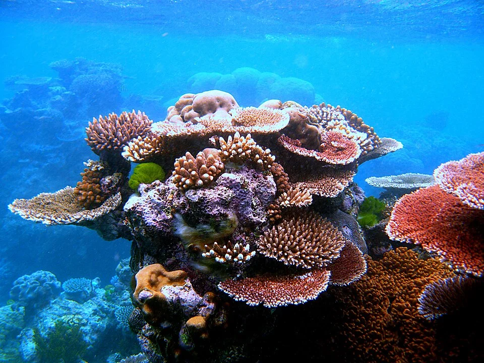 Coral outcrop at Flynn Reef, Great Barrier Reef, Australia—a comparative example of a reef ecosystem.
