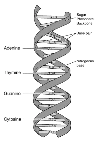DNA double helix with a sugar–phosphate backbone and paired nitrogenous bases.