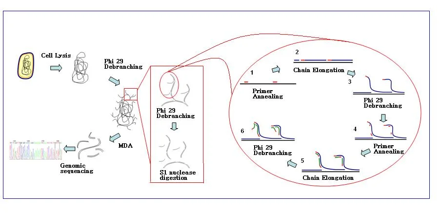 Single-cell genome sequencing: multiple displacement amplification (MDA) context.