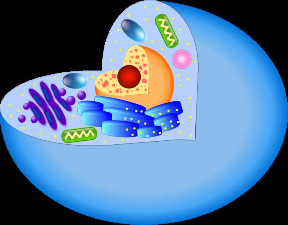 Illustrative animal-cell diagram representing major eukaryotic organelles.