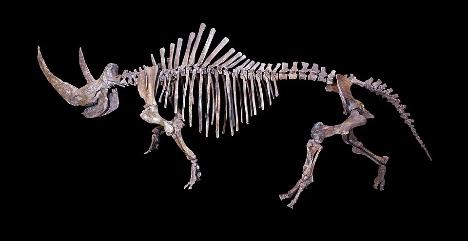 Woolly rhinoceros (Coelodonta antiquitatis), listed from Siberia at the Museum of Toulouse: a comparative example of extinction.