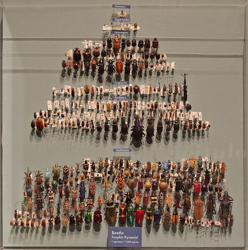 Beetle trophic pyramid exhibit at the Harvard Museum of Natural History; an illustrative museum example.