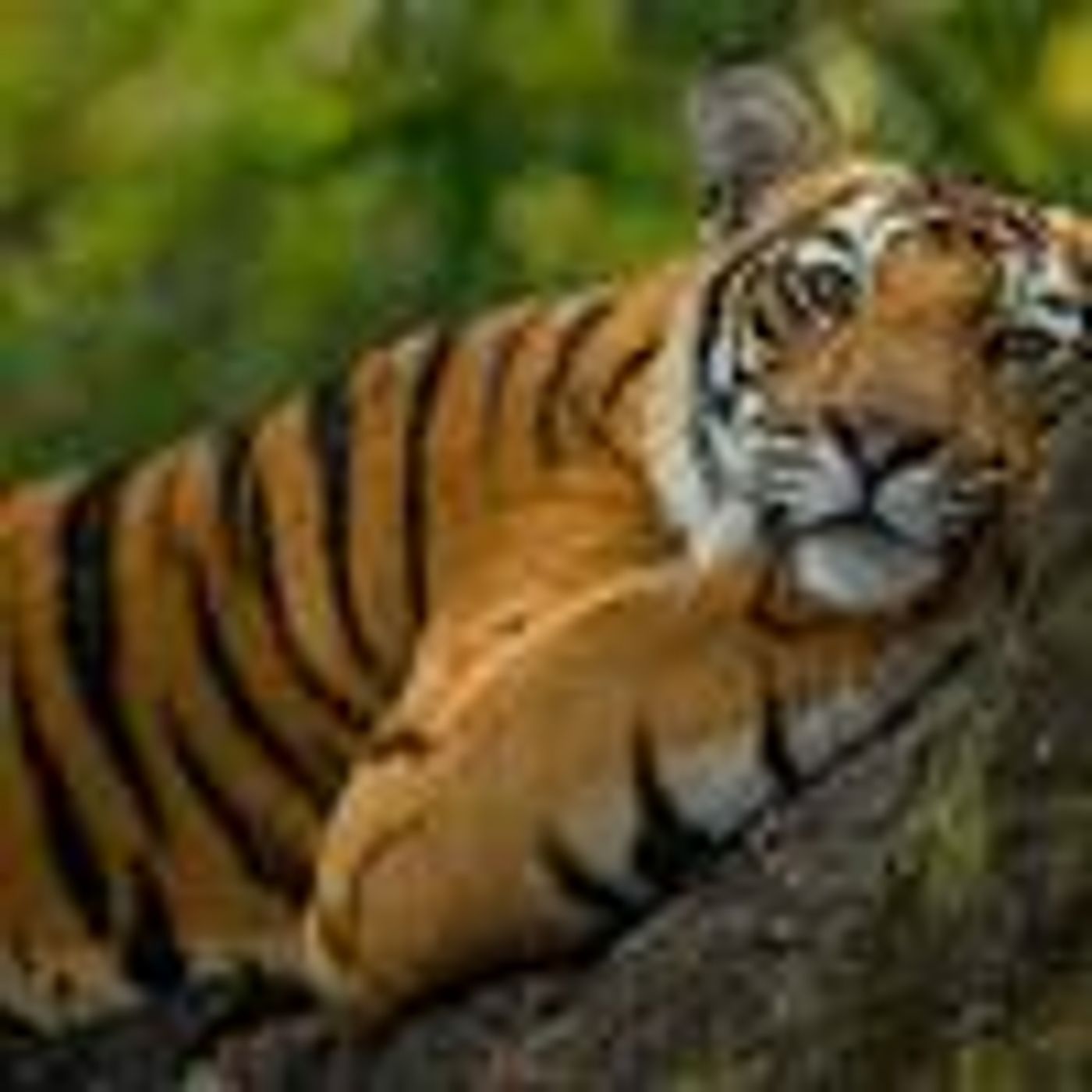 Reference photograph of a tiger at Bandhavgarh National Park, India. Protected wildlife habitats provide a concrete setting for the article’s discussion of connecting biodiversity governance with development policy.