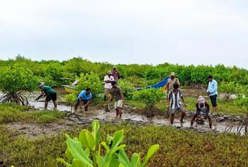 Reference image of community members restoring mangroves under the GCF ECRICC Project in Andhra Pradesh, India. It illustrates community involvement in conservation, while the article examines the further need for equitable decision-making.